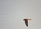 Torenvalk (Common Kestrel) (Falco tinnunculus) - Ongiin Khiid 18-08-2016 (5)